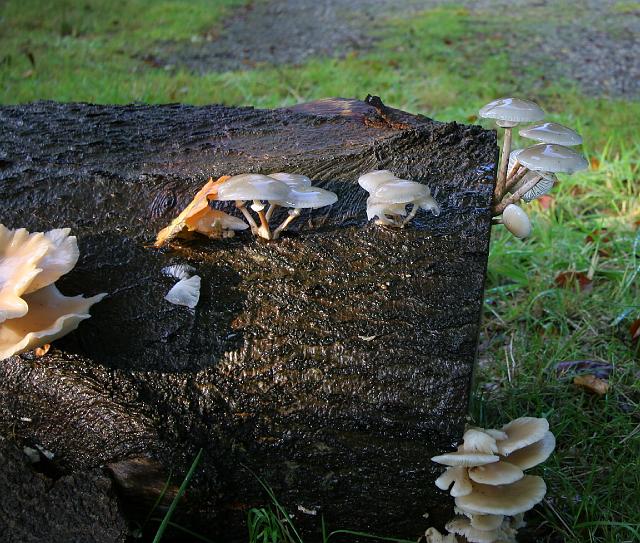 08 Paleis Soestdijk.jpg